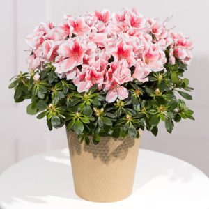 Pink Azalea Plant